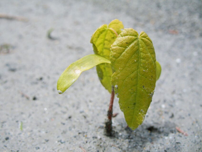 Jeune pousse d'érable sycomore, arbre pionnier par excellence Escapade le long de la Kander dans le Gasterntal