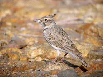 La biodiversité agricole souffre beaucoup. Le cochevis huppé a disparu de Suisse en 1976 et a presque déserté les régions frontalières françaises. / © Aurélien Audevard