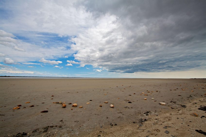 Balade en Camargue dans le vent et les pieds dans l'eau