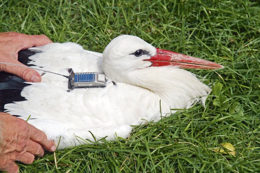 La cigogne Max, célèbre cigogne femelle suivie par satellite durant de nombreuses années.