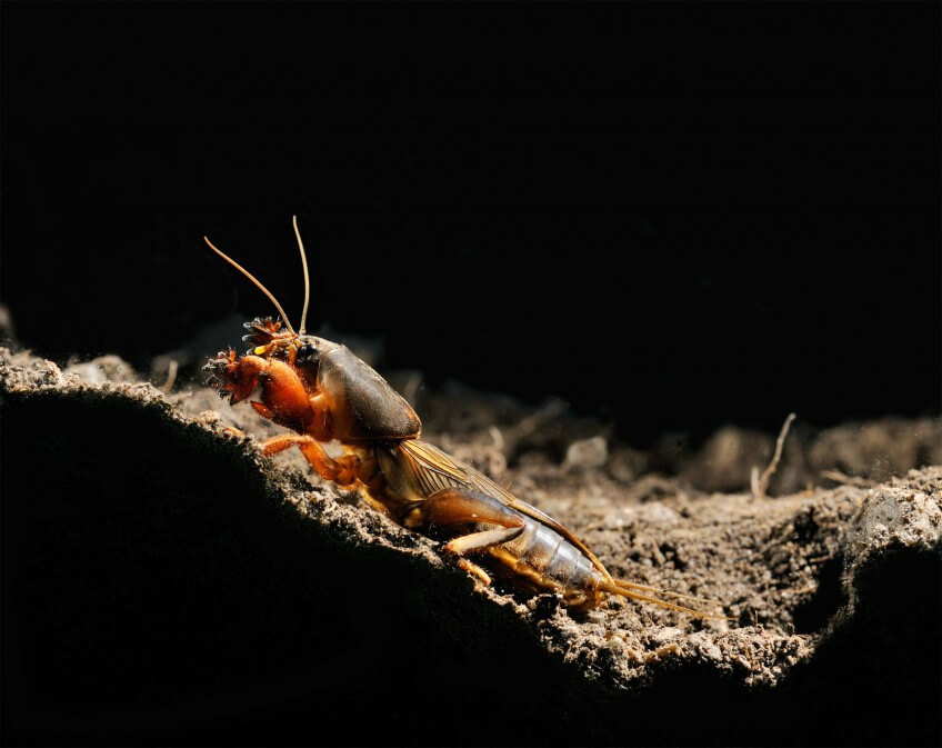 La courtilière chante dans une chambre spéciale de son terrier. Elle l'utilise comme caisse de résonance pour amplifier son roulement grave caractéristique. Les grillons, une famille formidable