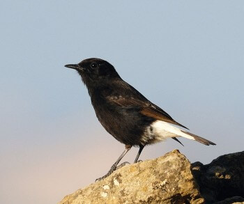 La dernière nidification du traquet rieur en France remonte à 1996. C'était dans les Pyrénées-Orientales. Il n'a jamais été observé depuis. / © Jérôme Sottier