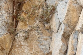 La falaise au tichodrome / © Christophe Sidamon-Pesson