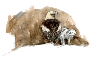 La femelle nourrit son aiglon avec de petits morceaux de proies amenés par le mâle. / © Denis Clavreul