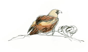 La femelle nourrit son aiglon avec de petits morceaux de proies amenés par le mâle. / © Denis Clavreul