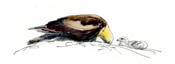 La femelle nourrit son aiglon avec de petits morceaux de proies amenés par le mâle. / © Denis Clavreul