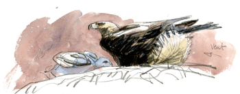 La femelle nourrit son aiglon avec de petits morceaux de proies amenés par le mâle. / © Denis Clavreul