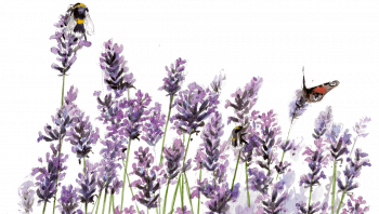 La lavande attire quantités d'insectes. La lavande attire quantités d'insectes.