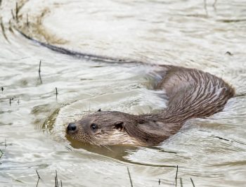 La loutre dans son élément. La loutre dans son élément.