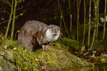La loutre d'Europe pointe de nouveau sa jolie frimousse dans des contrées qu'elle avait désertées. Franchira-t-elle les Alpes ? 