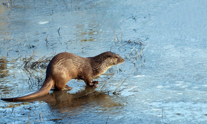 La loutre est discrètement de retour parmi nous. Sur les traces de la loutre