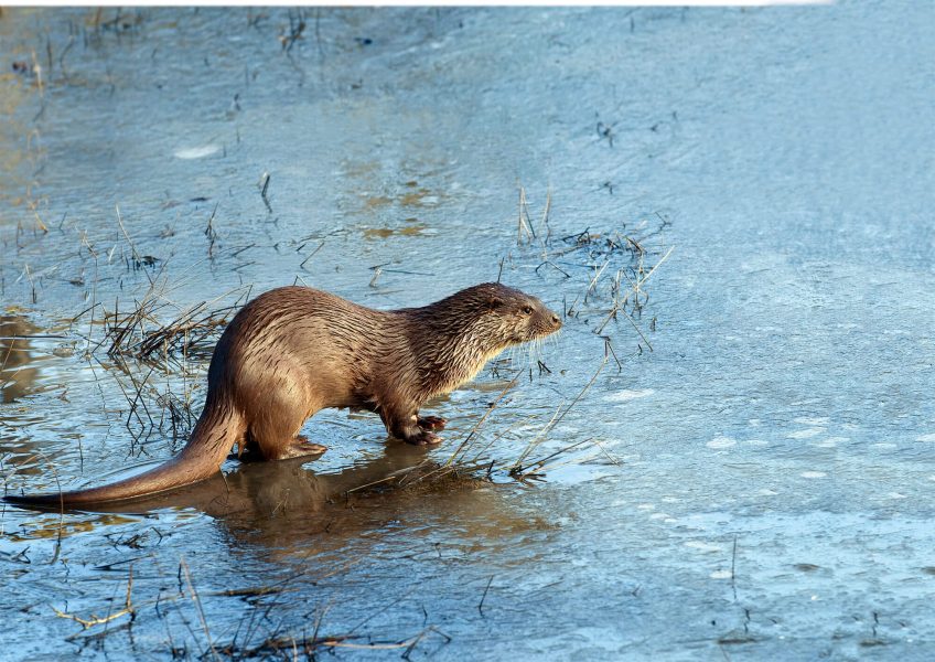 Sur les traces de la loutre