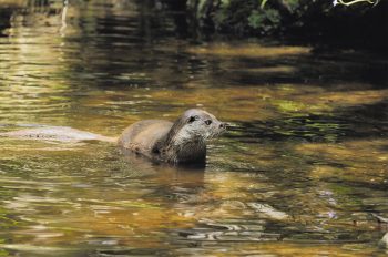 La loutre européenne a beson d'eau douce. La loutre européenne a beson d'eau douce.