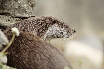La loutre possède de nombreuses moustaches très visibles, un signe caractéristique. La loutre possède de nombreuses moustaches très visibles, un signe caractéristique.