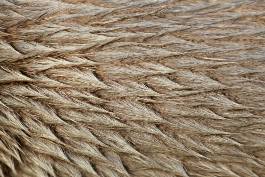 La loutre possède un pelage de compétition: jusqu'à 80'000 poils par centimètre carré.