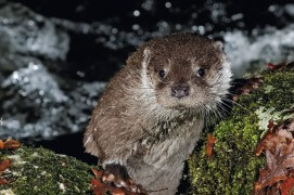 La loutre s'aide des rochers moussus pour sortir de l'eau. / © Stéphane Raimond / Objectif loutres