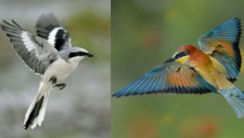 La pie-grièche grise (à gauche) disparaît de Suisse en 1986. Elle est en danger en France. En même temps, le guêpier (à droite) colonisait l'Europe centrale. Le noir et blanc laisse la place à la couleur...
 La pie-grièche grise (à gauche) disparaît de Suisse en 1986. Elle est en danger en France. En même temps, le guêpier (à droite) colonisait l'Europe centrale. Le noir et blanc laisse la place à la couleur...