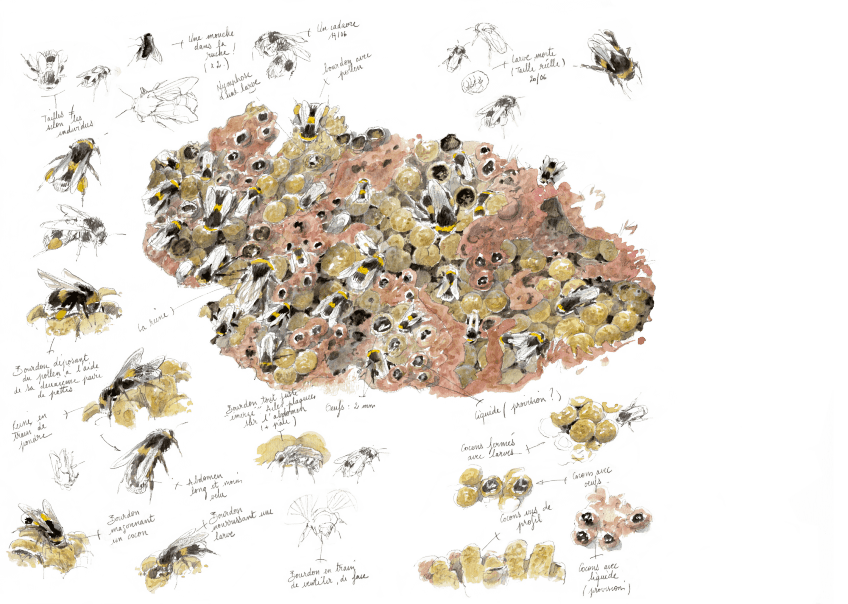 La planche complète de Benoît Perrotin ! La cité interdite des bourdons