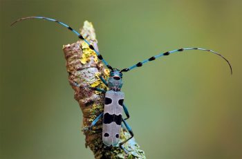 La rosalie des Alpes est l'un des coléoptères les plus rares d'Europe. Actuellement, ses populations se porteraient mieux qu'il y a 50 ans en Suisse grâce à une moindre exploitation du bois mort. La rosalie des Alpes est l'un des coléoptères les plus rares d'Europe. Actuellement, ses populations se porteraient mieux qu'il y a 50 ans en Suisse grâce à une moindre exploitation du bois mort.