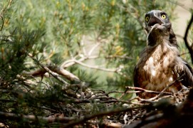 L'aigle a presque avalé entièrement sa proie, ne laissant qu'un bout de queue pour que son jeune puisse la ressortir. / © David Allemand