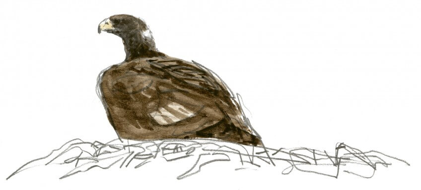 L'aigle royal possède plusieurs nids. En direct du nid d'aigle