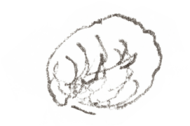 « Larve morte (taille réelle) 20/06 » / © Benoît Perrotin