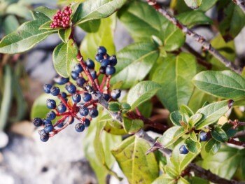 Laurier-tin ou viorne tin