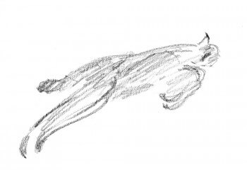 Le bond extraordinaire du lynx en 3 croquis / © Jacques Rime