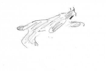 Le bond extraordinaire du lynx en 3 croquis / © Jacques Rime