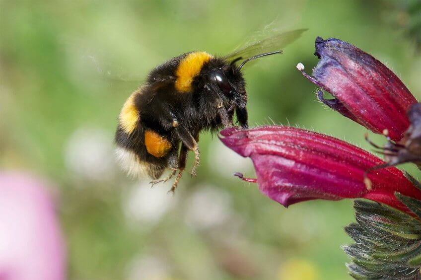 Le bourdon terrestre peut se faire parasiter par un bourdon coucou (image en tête d'article). Les bourdons coucous