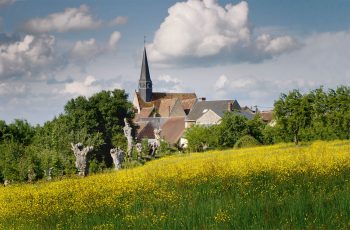Le Chemin des trognes, à Boursay, avec d'anciens chênes pédonculés récupérés dans des haies arasées du village. Le Chemin des trognes, à Boursay, avec d'anciens chênes pédonculés récupérés dans des haies arasées du village.