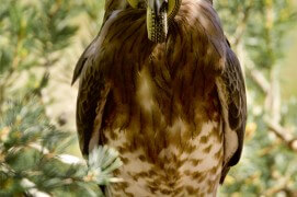 Le circaète Jean-le-Blanc avale sa couleuvre verte et jaune / © David Allemand