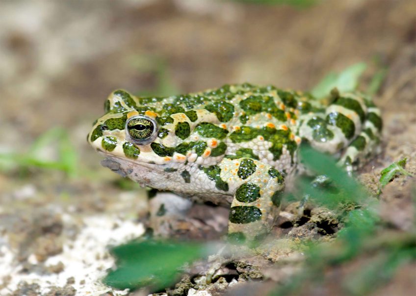 Un nouvel inventaire des amphibiens et reptiles de France