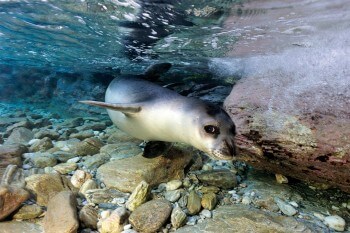 Le dernier phoque moine de France a été tué en 1976 en Corse. Depuis, on note quelques observations sporadiques. Peut-être des jeunes en provenance de Méditerranée orientale.
Cette photo exceptionnelle montre un phoque moine sauvage en Grèce.  / © Frédéric Larrey & Thomas Roger