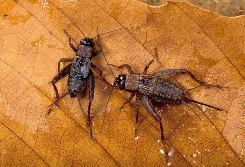 Le discret grillon des bois se nourrit surtout de feuilles de chêne. Dans le nord de l'Europe, il a besoin de deux étés pour atteindre l'âge adulte. Les grillons, une famille formidable