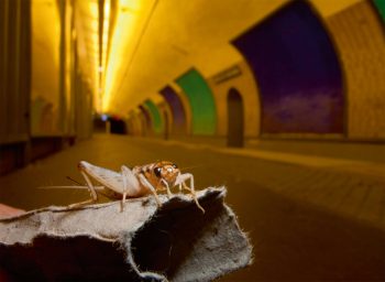 Le grillon domestique est en train de devenir une rareté, 
car il ne trouve plus de place dans nos bâtiments stérilisés. Le grillon domestique est en train de devenir une rareté, 
car il ne trouve plus de place dans nos bâtiments stérilisés.