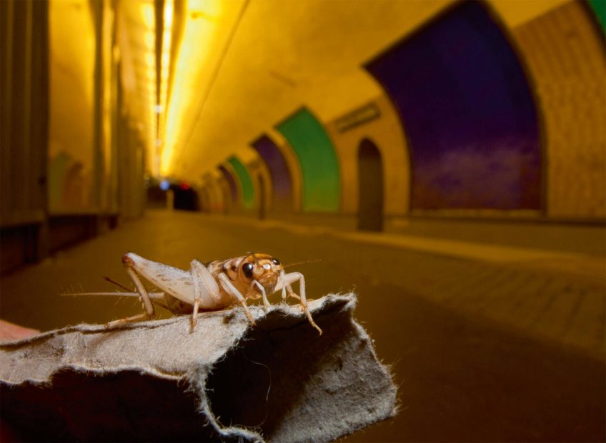 Les grillons, une famille formidable