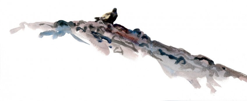 Le jeune aigle fait des pauses entre deux vols maladroits. Pas de couronne pour l'aigle héritier