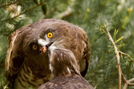 Le jeune circaète peut aussi profiter de la couleuvre verte et jaune / © David Allemand