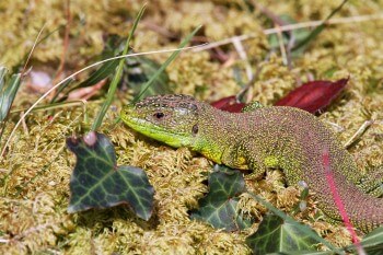Le lézard vert pourrait être favorisé par le réchauffement climatique. A contrario, il est menacé par la fragmentation de son habitat et l'urbanisation.  Le maintien de corridors biologiques lui sera vital. / © Jean-Philippe Paul