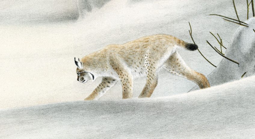 Le lynx est si discret qu'il est très difficile à observer, à moins d'avoir un coup de chance ou énormément de patience.