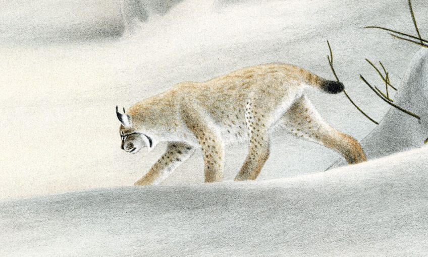 Le lynx est si discret qu'il est très difficile à observer, à moins d'avoir un coup de chance ou énormément de patience.