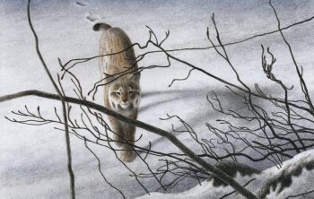 « Le lynx se rapproche plus près, toujours plus près. »