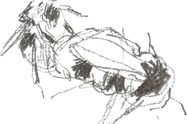 « Le mâle est traîné par la femelle. » / © Benoît Perrotin