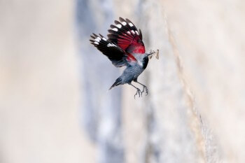 Le mâle tichodrome de retour d'une chasse fructueuse. / © Christophe Sidamon-Pesson