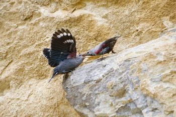 Le mâle tichodrome nourrit la femelle jusqu'à l'éclosion. Le mâle tichodrome nourrit la femelle jusqu'à l'éclosion.