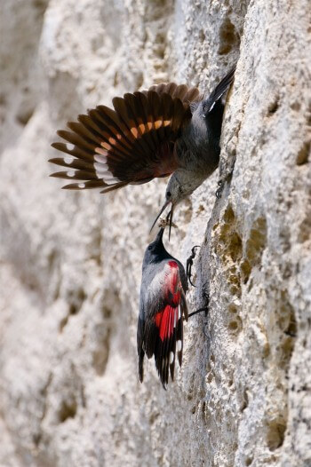 Le mâle tichodrome nourrit la femelle jusqu'à l'éclosion.