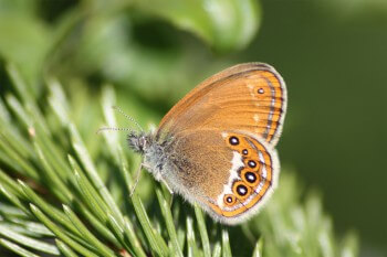 Le mélibée est au bord de l’extinction en France. On trouve les derniers rescapés dans les départements du Jura et du Doubs.  / © Adeline Franzoni