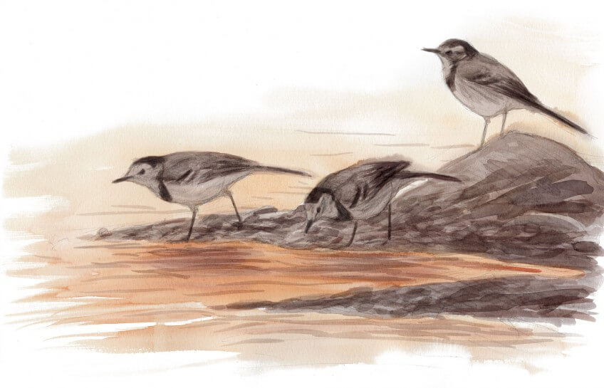 « Le niveau du lac est un peu descendu, laissant appraître les premières plages. »