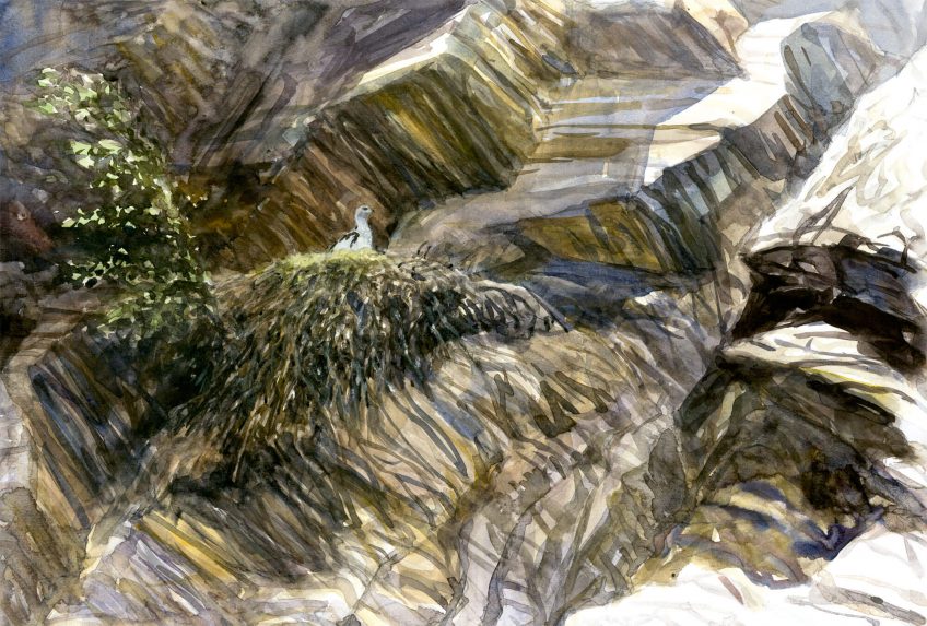 Un petit aigle nommé Caïn